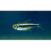 Неон Чёрный