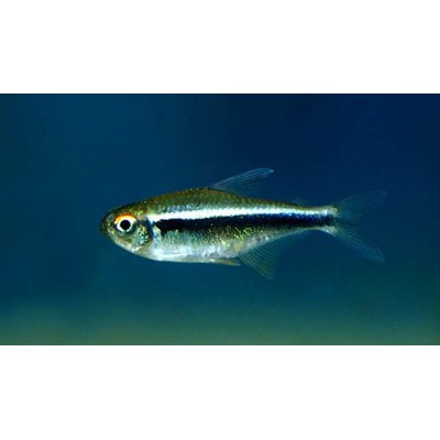 Неон Чёрный Неон Чёрный