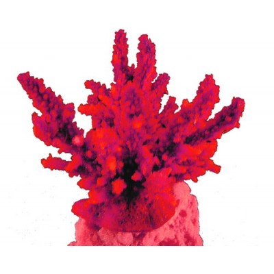 Red Sea "Акропора" красный коралл L (Декор) Red Sea "Акропора" красный коралл L (Декор)