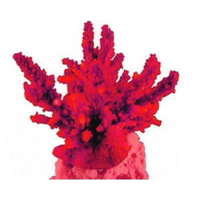 Red Sea "Акропора" розовый коралл M (Декор) Red Sea "Акропора" розовый коралл M (Декор)