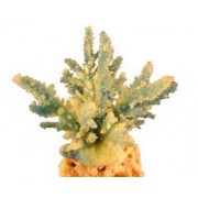 Red Sea "Акропора" синий коралл M  (Декор)