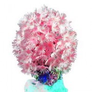 Red Sea "Клавулярия" розовый коралл (Декор)