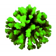 Red Sea "Стилопора" зеленый коралл L (Декор)