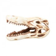 Светлая глина "Череп крокодила"