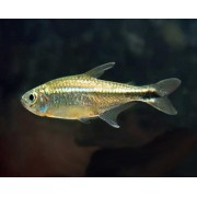 Тетра Армстронга