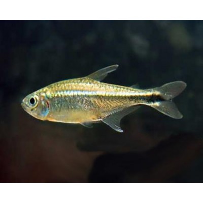 Тетра Армстронга Тетра Армстронга