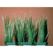 Penn-plax "Гелеохарис мелкий" 2*3шт (растение пластиковое)