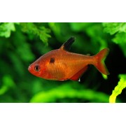 Тетра Минор