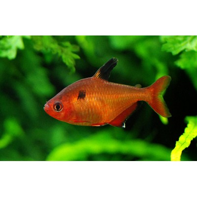 Тетра Минор Тетра Минор