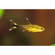 Тетра Медная