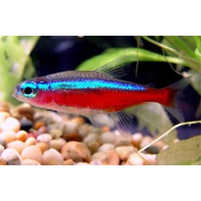 Неон Красный Неон Красный