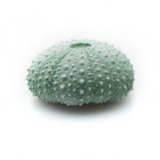 Prime "Морской Ёж"