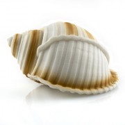 Prime "Ракушка Кассис"