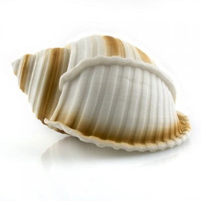 Prime "Ракушка Кассис" Prime "Ракушка Кассис"