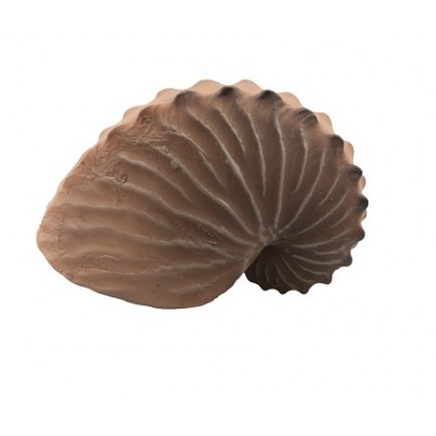 Prime "Ракушка Наутилус" Prime "Ракушка Наутилус"