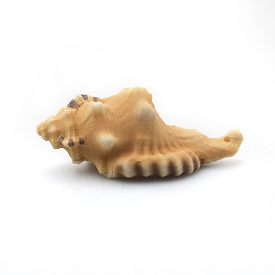 Prime "Ракушка Бурса" Prime "Ракушка Бурса"