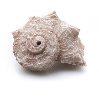 Prime "Ракушка Рапан" Prime "Ракушка Рапан"