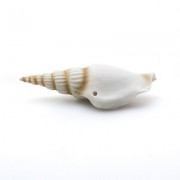 Prime "Ракушка Спиральная S"