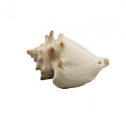 Prime "Ракушка Стромбус"