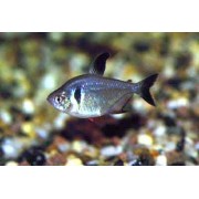 Тетра Фантом M (аквариумная рыба)