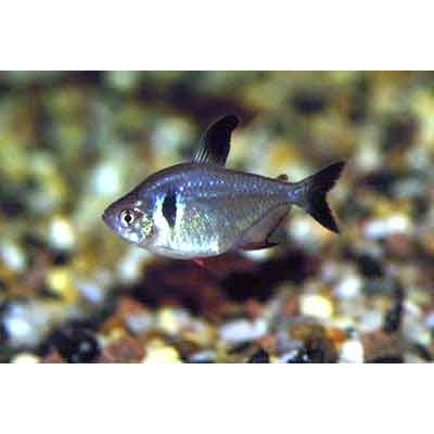 Тетра Фантом M (аквариумная рыба) Тетра Фантом M (аквариумная рыба)