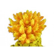 Red Sea "Сериатопора" желтый (Декор)