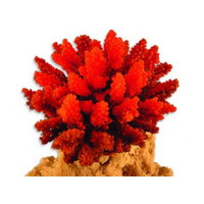 Red Sea "Сериатопора" красный (Декор) Red Sea "Сериатопора" красный (Декор)