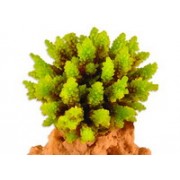 Red Sea "Сериатопора" зеленый (Декор)