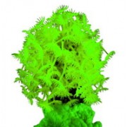 Red Sea "Клавулярия" зеленый коралл (Декор)