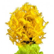 Red Sea "Клавулярия" желтый коралл (Декор)