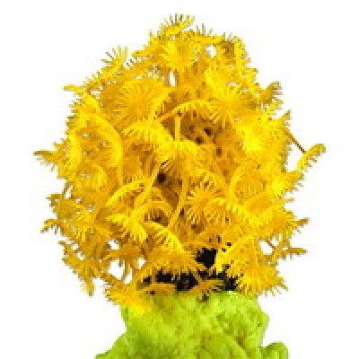 Red Sea "Клавулярия" желтый коралл (Декор) Red Sea "Клавулярия" желтый коралл (Декор)