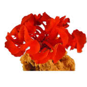 Red Sea "Дискосома" красный коралл M  (Декор)