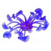 Red Sea "Дискосома" пурпурный  коралл L  (Декор)