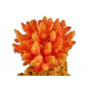 Red Sea "Сериатопора" розовый (Декор)