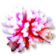 Red Sea "Стилопора" розовый коралл маленький (Декор)