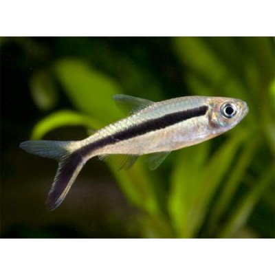 Тайэрия Кривополосая Тайэрия Кривополосая