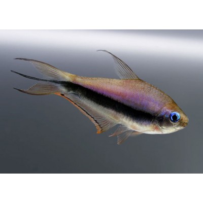 Тетра Пальмери Тетра Пальмери