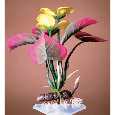 Лагуна "Амбулия Зелёная" 20 см Лагуна "Амбулия Зелёная" 20 см