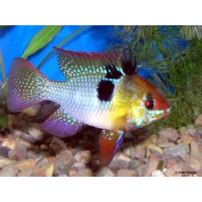 Нилпа "Альтерфикс" 100 мл на 140л.(кондиционер с экстрактом чайного дерева) Нилпа "Альтерфикс" 100 мл на 140л.(кондиционер с экстрактом чайного дерева)