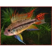 Апистограмма Какаду