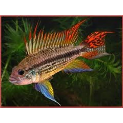 Апистограмма Какаду Апистограмма Какаду