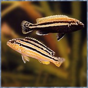 Меланохромис ауратус