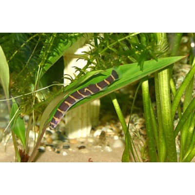 Акантофтальмус (Acanthophthalmus) Акантофтальмус (Acanthophthalmus)