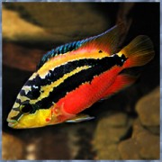 Цихлазома Сальвини (аквариумная рыба)