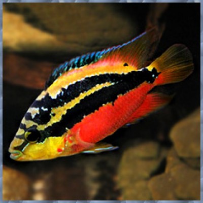 Цихлазома Сальвини (аквариумная рыба) Цихлазома Сальвини (аквариумная рыба)