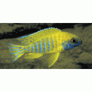 Аулонокара Бенша - желтая (Aulonocara baenschi var."Yellow")