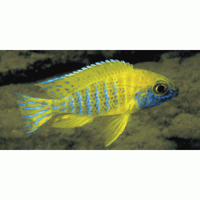 Аулонокара Бенша - желтая (Aulonocara baenschi var."Yellow") Аулонокара Бенша - желтая (Aulonocara baenschi var."Yellow")