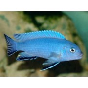 Псевдотрофеус Рэд Топ Ндумби