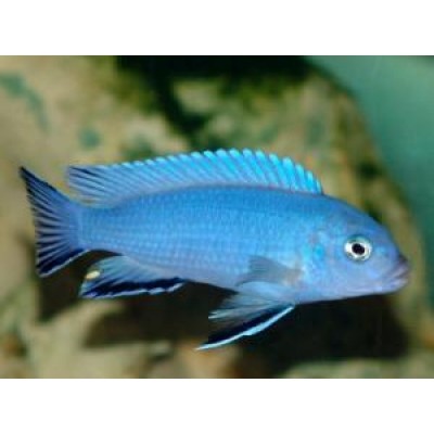 Псевдотрофеус "Снежный принц" Псевдотрофеус "Снежный принц"