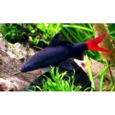 Лабео S Лабео S